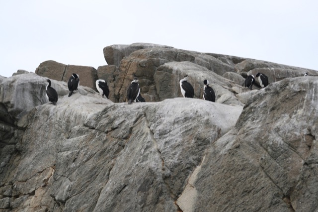Antarctic Shag