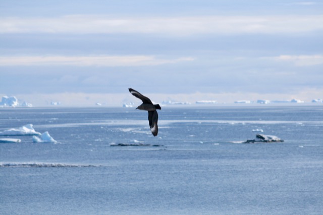 Brown Skua