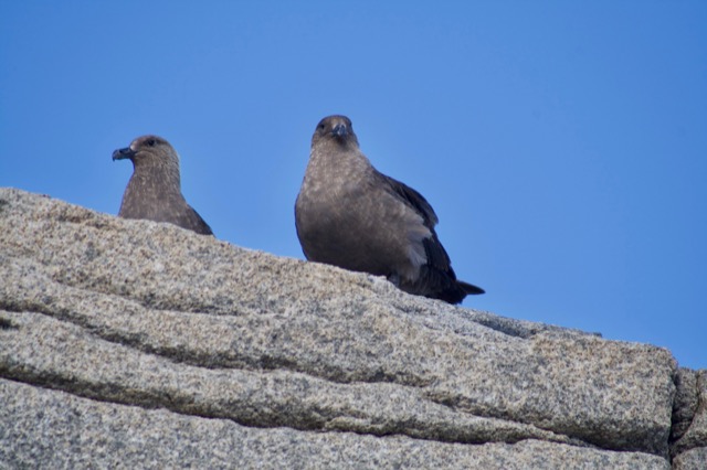 Brown Skua pair