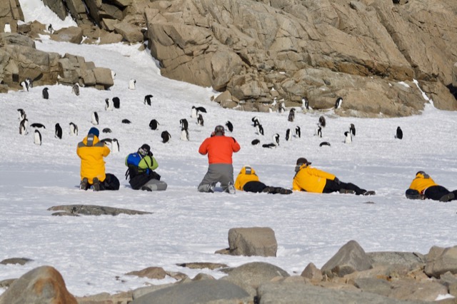 Everyone taking photos of the penguins
