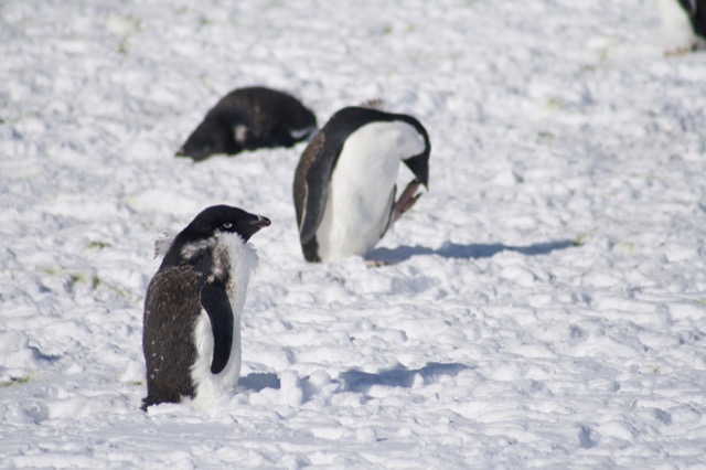 Another unhappy Adélie Penguin