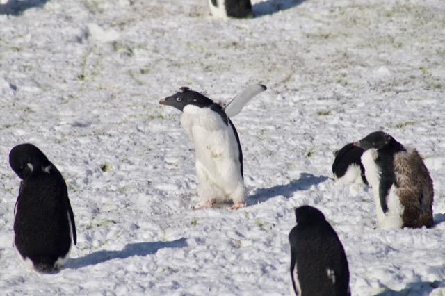 Waddle, waddle, waddle