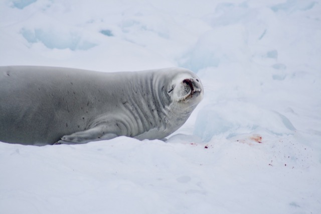 Weddell Seal