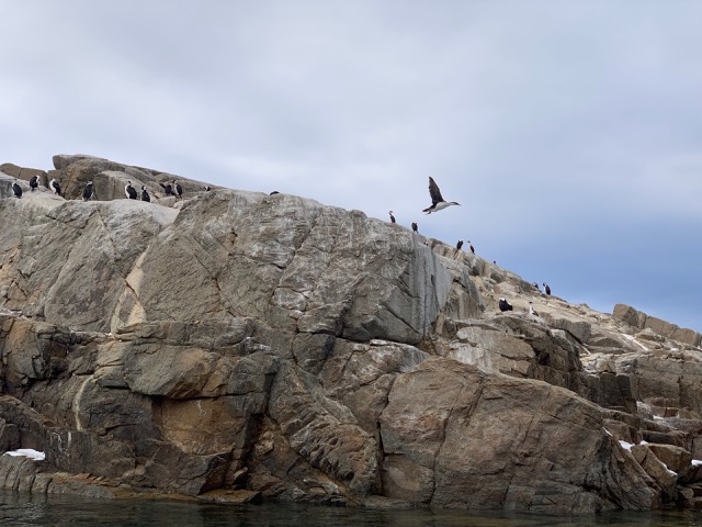 Antarctic Shag taking off