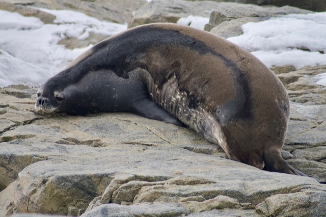 Crabeater Seal