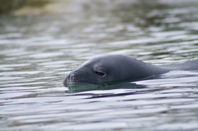 Crabeater Seal, swimming