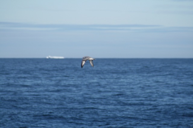 Fulmar