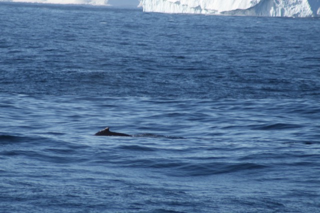 Last of the Humpback as we power on to sea