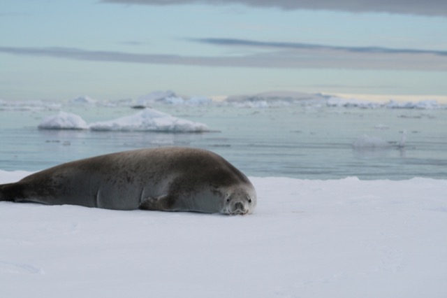 Happy Crabeater Seal
