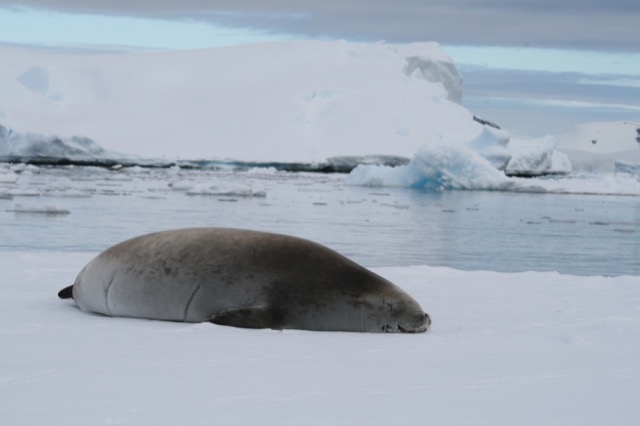 Flat Crabeater Seal