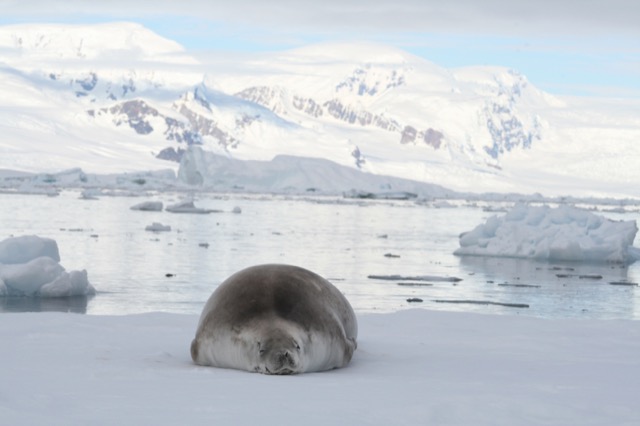 Plump Crabeater Seal