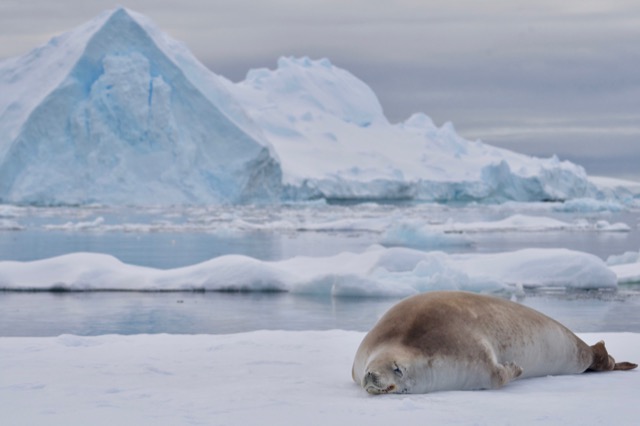 Resting Crabeater Seal