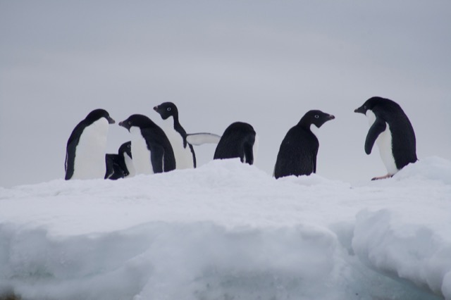 Adélie Penguins