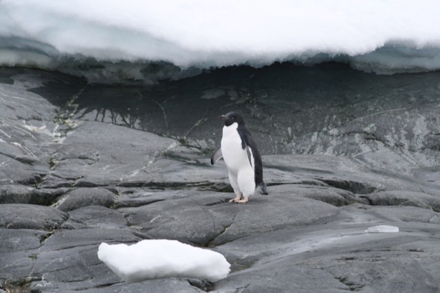 Adélie Penguin