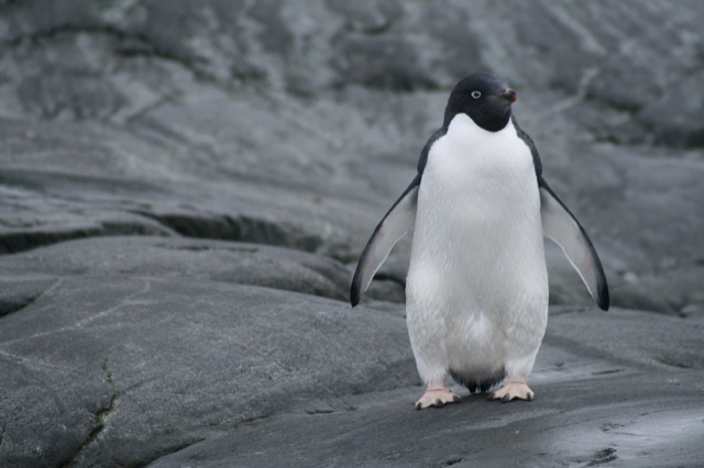 Adélie Penguin