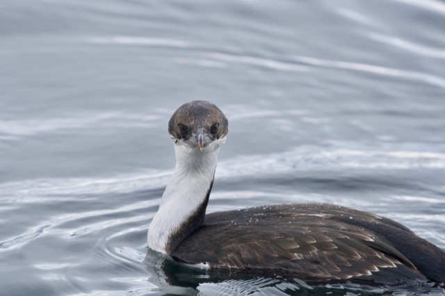 Juvenile Blue-eyed Cormorant