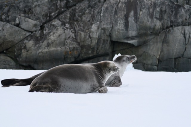 Crabeater Seals