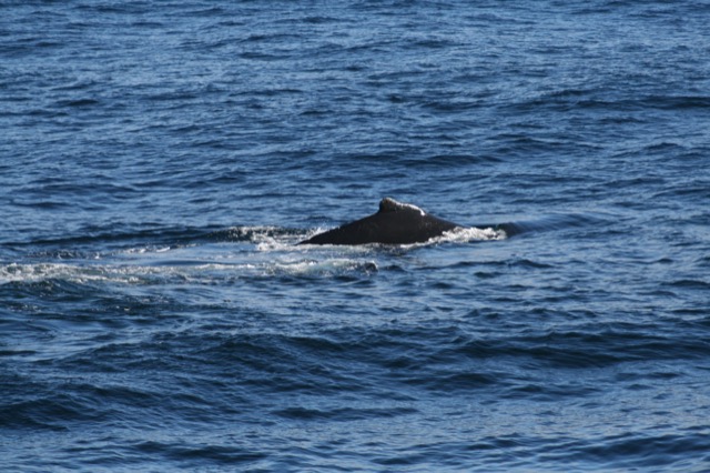 The hump of the Humpback