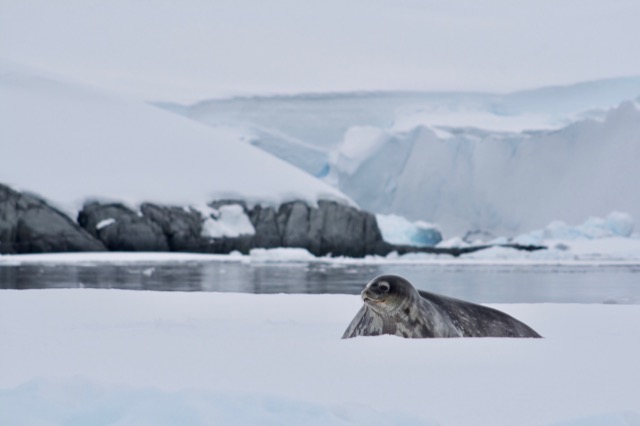 Weddell Seal