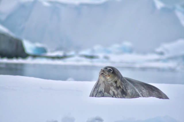 Weddell Seal