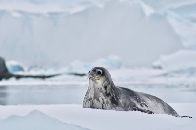 Weddell Seal