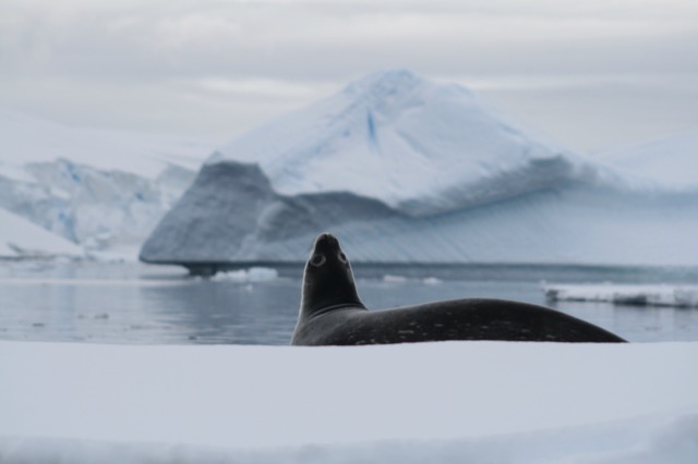Weddell Seal