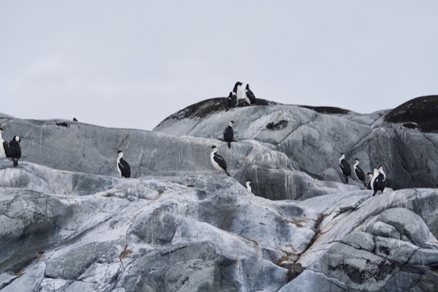 Blue-eyed Shag or Antarctic Cormorant