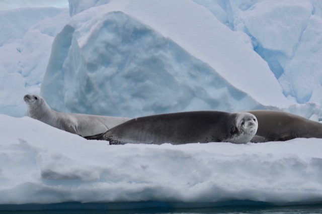 Crabeater Seals