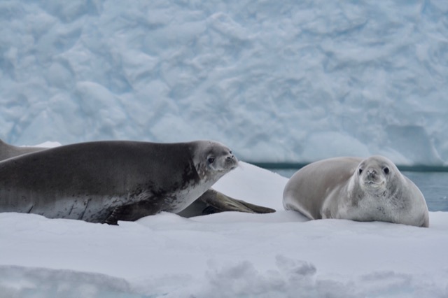 Crabeater Seals