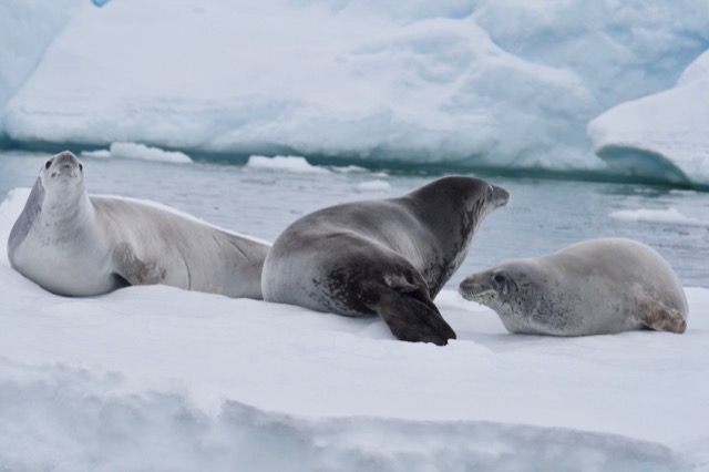 Crabeater Seals