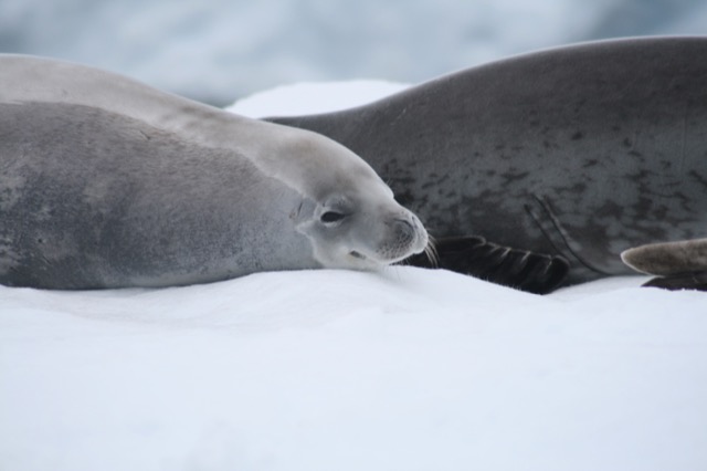 Crabeater Seals