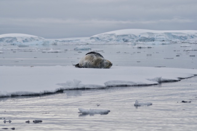 Leopard Seal