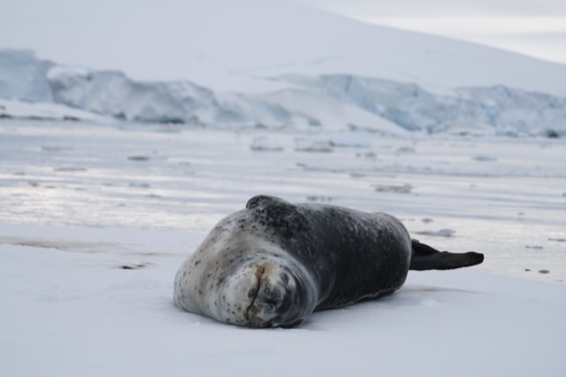 Leopard Seal