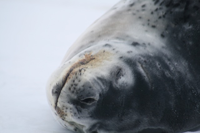 Leopard Seal