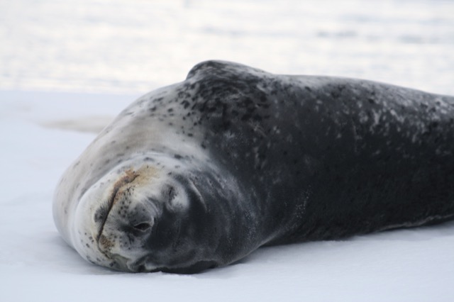 Leopard Seal