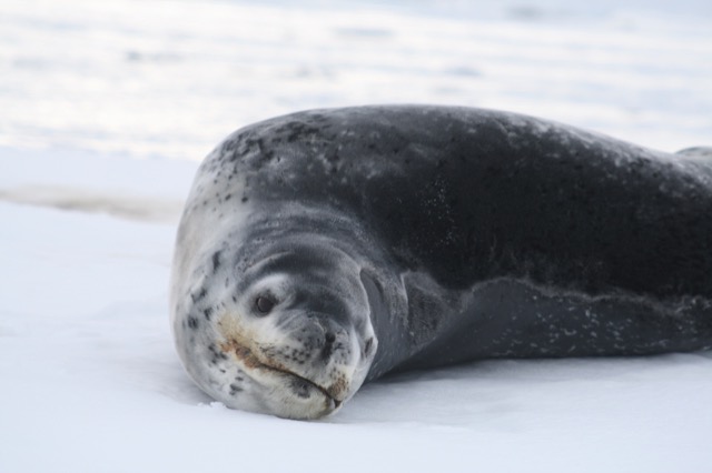 Leopard Seal