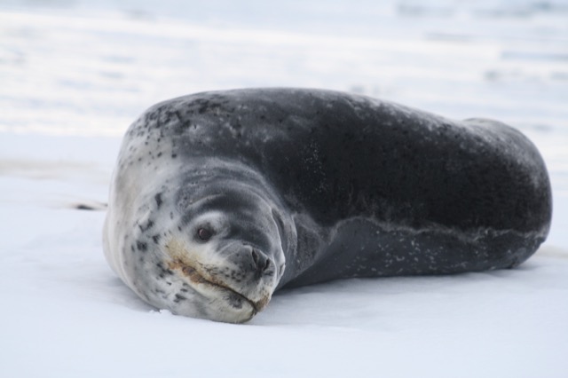 Leopard Seal