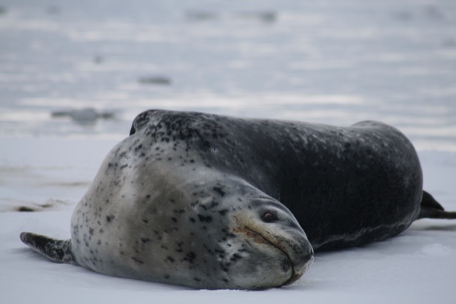 Leopard Seal