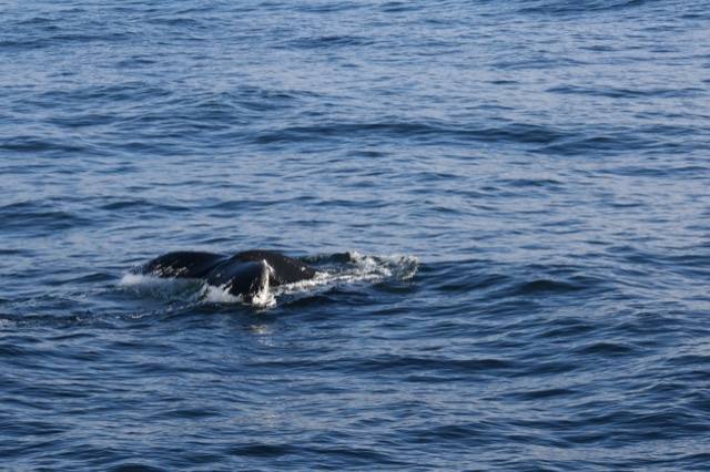 Starting to dive and that tail comes out of the water