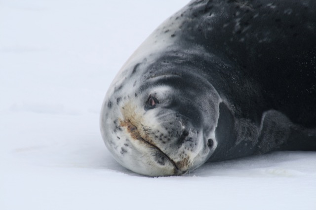 Leopard Seal