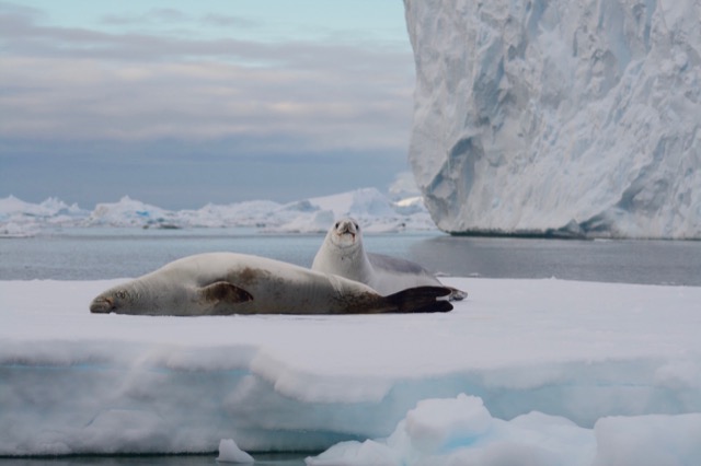 Crabeater Seals