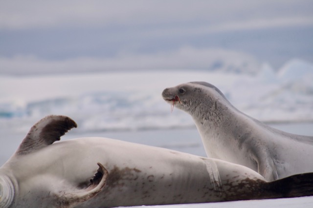 Crabeater Seal drooling after eating mouthfuls of Krill
