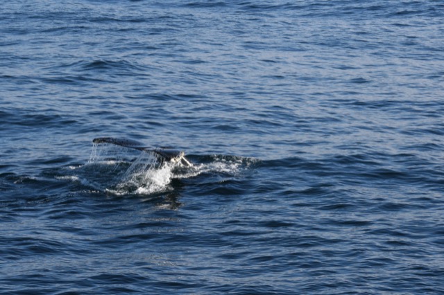 The Whale Money Shot