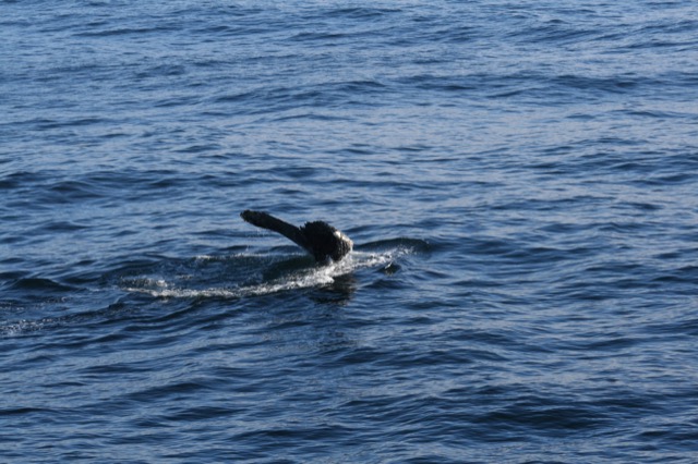The tail dipping back into the water a split second later