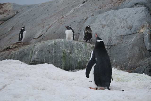Gentoo Penguins