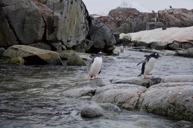 Gentoo Penguins