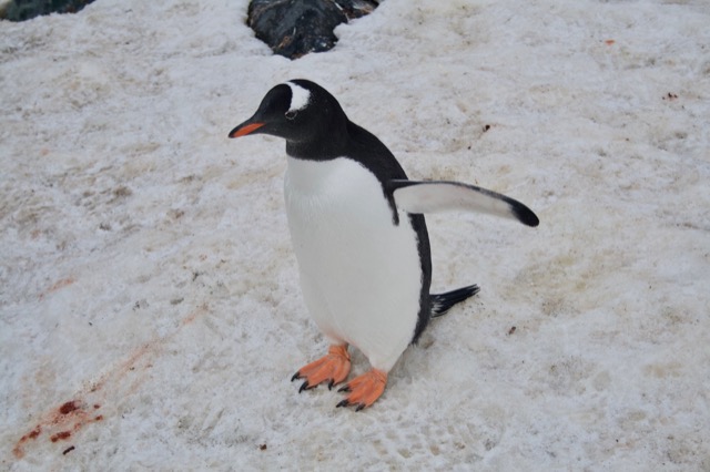 Gentoo Penguin