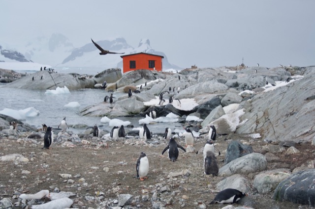 Brown Skua keeping an eye out for something to eat