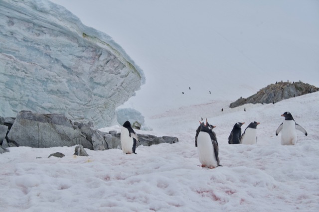 Calling out for food