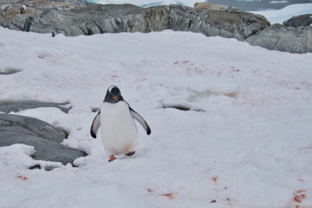 Gentoo Penguin waddle